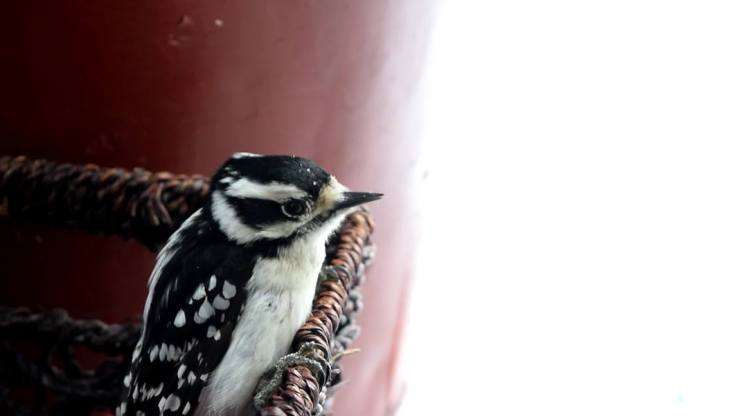 12795014_1608123652847384_8092182853559539976_o